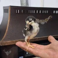 جوجه گلین|حیوانات مزرعه|خاوران, |دیوار