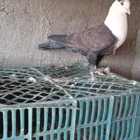 سرسفید نر|پرنده|اقبالیه, |دیوار