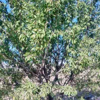 فروش باغ ۲۰۰۰ متری کورانه سند تک برگ|فروش زمین و ملک کلنگی|قزوین, |دیوار