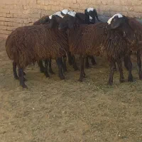 بره‌‌اصیل‌شال|حیوانات مزرعه|دشتابی, |دیوار