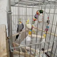 عروس هلندی|پرنده|یاسوج, |دیوار