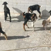 کهره شیری و بره شیری همه نژاد|حیوانات مزرعه|شیراز, بید زرد|دیوار