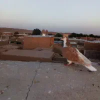 چپ زرد نرضربه