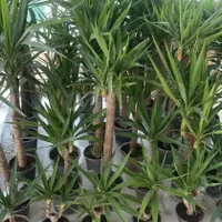 یوکا بنسای ( درختچه یوکا )|گل و گیاه طبیعی|تهران, مجیدآباد|دیوار