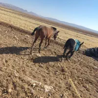 اسب اصیل دره شوری