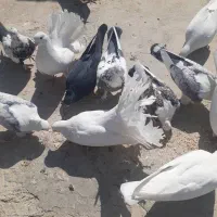 کبوتر تهرونی و دم چتری .گل پنبه‌ای|پرنده|اصفهان, دارک|دیوار