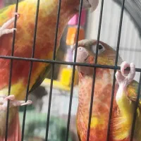 گرینچیک اکستریم ردفاکتور
