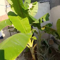 موز دارم با نخل برحی اصل بشرط|گل و گیاه طبیعی|بندر دیر, |دیوار