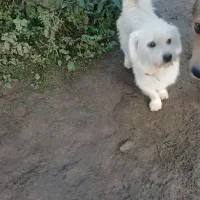 میکس مالتیز/اسپیتز .سگ پشمالو،بسیار مهربان و خانگی|سگ|چابکسر, |دیوار