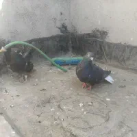 کفتر