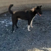 دوتا سگ|سگ|شیروان (خراسان), |دیوار