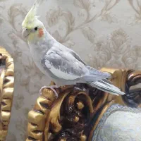 عروس هلندی