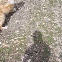 سگ.|سگ|سیسخت, |دیوار