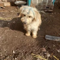 ۵قلاده سگ پاکوتاه پشمالو باهوش|سگ|قزوین, |دیوار