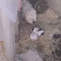 گمشده