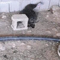 بوقلمون کرک