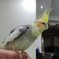 عروس هلندی گمشده،پونک جنوبی،بلوارعدل اشرفی اصفهانی|حیوانات|تهران, پونک|دیوار