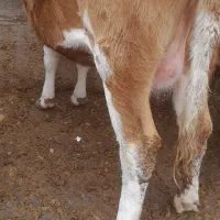 فروش تلیسه شکم اول|حیوانات مزرعه|میاندوآب, |دیوار