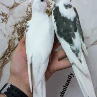 عروس هلندی( سالن ) فول اهلی|پرنده|خوی, |دیوار