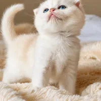 گربه‌ای متفاوت را از مجموعه‌ما بخواهید