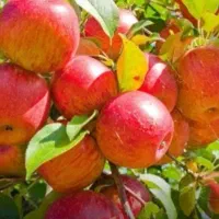 اکیپ کارگر برای سیب چیدن