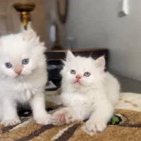 پرشین عروسک