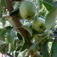 باغچه روستای دیزیجان ۶۷۰متر|فروش خانه و ویلا|قم, حکمت شمالی|دیوار