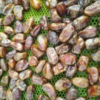 فروش خرما