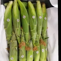 کارگر اتباع میخام برای کار بلال چیدن