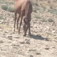 فروش مادیان