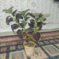 گل حسن یوسف