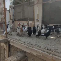 کبوتر پرشی