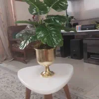 برگ انجیری ۱۲ برگ