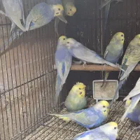 مرغ عشق رینبو ویولت|پرنده|تهران, امام زاده عبدالله|دیوار