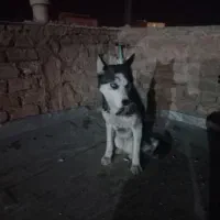 سگ هاسکی ماده