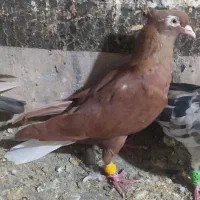 سرخ دوم سفید