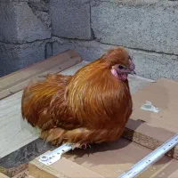 خروس دستی امپراتور|حیوانات مزرعه|تهران, مینای شمالی (مخبر)|دیوار