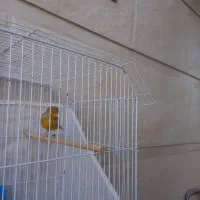 قناری نر|پرنده|امیدیه, |دیوار