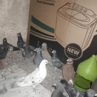 معاوضه با عروس ، هلندی ، طوقی، مرغ عشق ،کبوتر