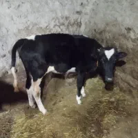 فروش گوساله ماده