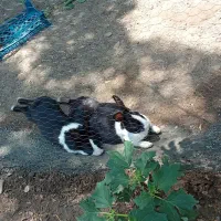 خرگوش|موش و خرگوش|تربتحیدریه, منصوریه|دیوار