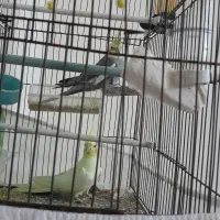 یک جفت عروس هلندی نر و ماده