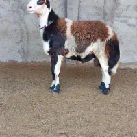 بره قوچ بروجردی