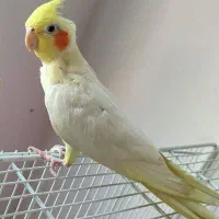 گمشده عروس هلندی|پرنده|سبزوار, سجاد|دیوار