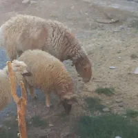 قوچ دوشیره وسه شیره|حیوانات مزرعه|کرمانشاه, |دیوار