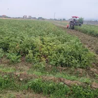 فروش باقلا بذری هیستال