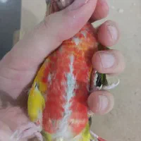 جوجه سرلاکی گیرینچیک اناناسی فول رد قرمز