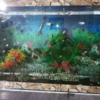 آکواریوم با لوازم