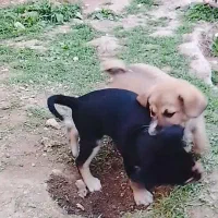 دوعدد توله سگ نر