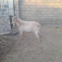 چبش سانن|حیوانات مزرعه|فردوس (خراسان), |دیوار
